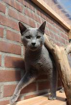 Blauwe Rus dekkater met stamboom, Dieren en Toebehoren