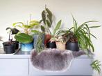 Kamerplanten 💚 uitzoeken 🌿, Huis en Inrichting, Kamerplanten, Ophalen, Overige soorten, Halfschaduw, Minder dan 100 cm