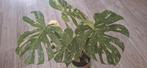 Monstera Thai Constellation, Huis en Inrichting, Kamerplanten, Ophalen, Halfschaduw, Minder dan 100 cm