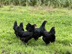 Jonge tamme Australorp kippen zwart gesekst en ingeënt, Dieren en Toebehoren, Pluimvee, Vrouwelijk, Kip