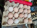 Broedeieren Franse Faverolles groot, Dieren en Toebehoren, Pluimvee | Toebehoren, Ophalen of Verzenden, Overige typen