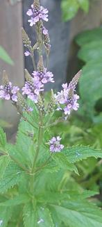 Verbena Hastata, Tuin en Terras, Bloembollen en Zaden, Ophalen of Verzenden, Voorjaar, Volle zon