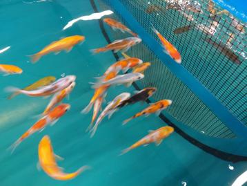 50 % korting op alle vijvervissen beschikbaar voor biedingen