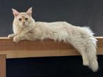 Raszuivere Maine Coon kater (gecastreerd), Dieren en Toebehoren, Katten en Kittens | Raskatten | Langhaar, Kater, Met stamboom