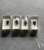 Insecten in hars €2,00 p/stuk, Overige soorten