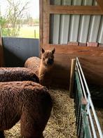 Alpaca, Dieren en Toebehoren, Overige Dieren, Mannelijk, Voor 1 juli 2024