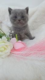 Britse korthaar kittens met stamboom uit kampioenenlijn, Dieren en Toebehoren, Katten en Kittens | Raskatten | Korthaar, Met stamboom