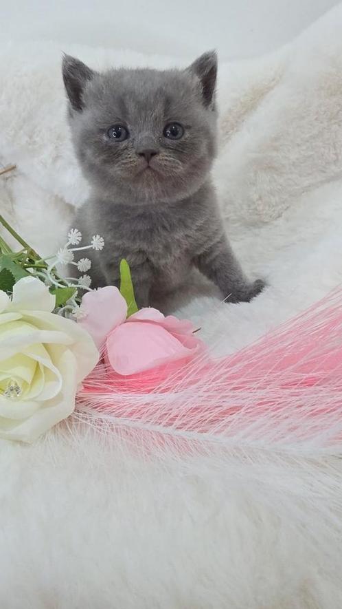 Britse korthaar kittens met stamboom uit kampioenenlijn, Dieren en Toebehoren, Katten en Kittens | Raskatten | Korthaar, Met stamboom