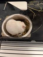 Goudhamster 20 weekjes ( handtam), Dieren en Toebehoren, Knaagdieren, Hamster, Mannelijk, Juli, Tam