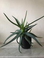 Zwarte vintage terracotta bloempotten diverse maten, Tuin en Terras, Bloempotten, Binnen, Ophalen of Verzenden, Zo goed als nieuw