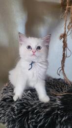 Ragdoll kitten met stamboom holistisch+natuurlijk opgegroeid, Meerdere dieren, Met stamboom, 0 tot 2 jaar