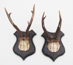 2 x antiek REE GEWEI op eikenhouten schild - rond 1925, Ophalen of Verzenden, Gebruikt, Hert, Gewei of Kop