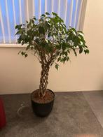 Ficus met gedraaide stam in donkergrijze pot, Huis en Inrichting, Kamerplanten, Ophalen, Ficus, 100 tot 150 cm, Halfschaduw