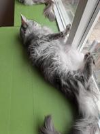 Maine Coon kittens, Dieren en Toebehoren, Meerdere dieren, Gechipt, 0 tot 2 jaar