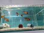 Pauwoog Cichliden, Astronotus Ocellatus, Oscar & Red variant, Vis, Zoetwatervis