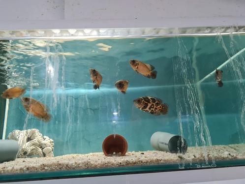 Pauwoog Cichliden, Astronotus Ocellatus, Oscar & Red variant, Dieren en Toebehoren, Vissen | Aquariumvissen, Zoetwatervis, Vis