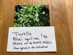 Tiarella cordifolia, rijkbloeiend, bodembedekker, Tuin en Terras, Planten | Tuinplanten, Ophalen
