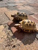 Twee vierteense landschildpadden met terrarium en documenten, Dieren en Toebehoren, Reptielen en Amfibieën, Met terrarium