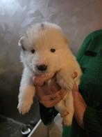 Pups mama is een samojeed x husky  papa is volle samojeed, Dieren en Toebehoren, 8 tot 15 weken, Poolhond, Meerdere, Meerdere dieren