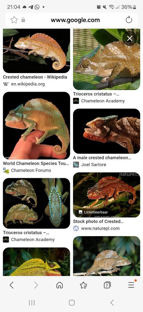 Kam kameleon koppel, Trioceros cristatus