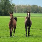 KWPN spring veulen(LORD PEZI JUNIOR X VERDI TN X QUICK STAR), Springpaard, Gechipt, Niet van toepassing, 0 tot 2 jaar