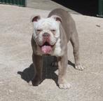 Prachtige Old english bulldog pups/ Mogen verhuizen Spanje, Meerdere, Bulldog, 8 tot 15 weken, Meerdere dieren