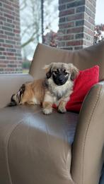 maltipoo pups  ( laatste pupje  teefje ), Dieren en Toebehoren, Parvo, Nederland, 15 weken tot 1 jaar, Overige rassen