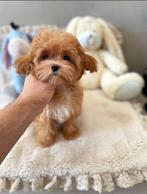 Exclusive Maltipoo F1 Babyface pup  (Maltezer/Toy Poedel), Rabiës (hondsdolheid), Meerdere, Teef, 8 tot 15 weken