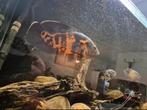 Astronotus ocellatus pauwoogcichlide, Dieren en Toebehoren, Vis