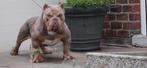 Mooi Bully pocket dekreuen beschikbaar, Dieren en Toebehoren, Honden | Bulldogs, Pinschers en Molossers, Reu, Bulldog, Meerdere