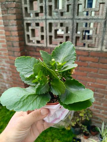 Kalanchoë  beschikbaar voor biedingen