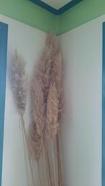 Gedroogd pampasgras lange pluimen siergras 12 stuks, Ophalen, Zo goed als nieuw