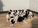 Schattige Beagapoo / Beagledoodle pups, Overige rassen, CDV (hondenziekte), 8 tot 15 weken, Meerdere
