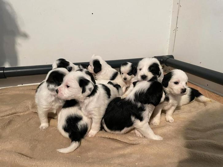 Schattige Beagapoo / Beagledoodle pups  beagel x poedel, Dieren en Toebehoren, Honden | Chihuahua's en Gezelschapshonden, Meerdere dieren