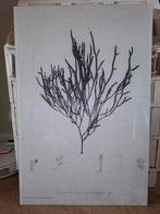 Botanische Print - Cladostephus verticillatus, Ophalen, 75 cm of meer, 50 tot 75 cm, Print