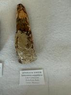 Spinosaurus Tand - Kem Kem Beds, Marokko, Ophalen of Verzenden