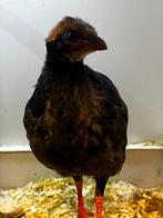 Roul Roul haan (bospatrijs) te koop, Dieren en Toebehoren, Mannelijk, Geringd