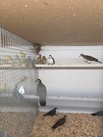 Mexicaanse roodmussen, Dieren en Toebehoren, Vogels | Overige Vogels, Meerdere dieren