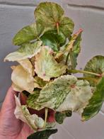 Begonia Rouge Variegata p12 (12), Ophalen of Verzenden, Halfschaduw, Minder dan 100 cm