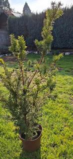 Taxus, Ophalen, Overige soorten