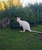Wallabies, Dieren en Toebehoren, Overige Dieren, April, Meerdere dieren