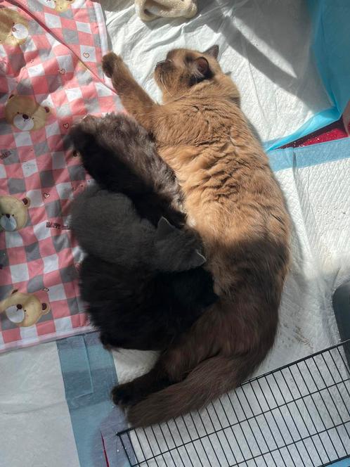 Ragdoll X Britse Korthaar kittens, Dieren en Toebehoren, Katten en Kittens | Raskatten | Korthaar, Meerdere dieren, 0 tot 2 jaar