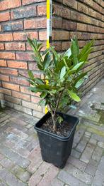 Laurier (Prunus laurocerasus 'Otto Luyken') in 5 liter pot, Volle zon, Vaste plant, Lente, Ophalen