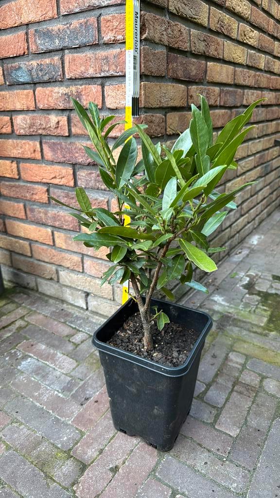Laurier (Prunus laurocerasus 'Otto Luyken') in 5 liter pot, Tuin en Terras, Planten | Tuinplanten, Vaste plant, Overige soorten