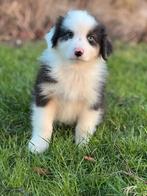 Australian shepherd pups, Dieren en Toebehoren, Honden | Herdershonden en Veedrijvers, 8 tot 15 weken, Meerdere, Meerdere dieren