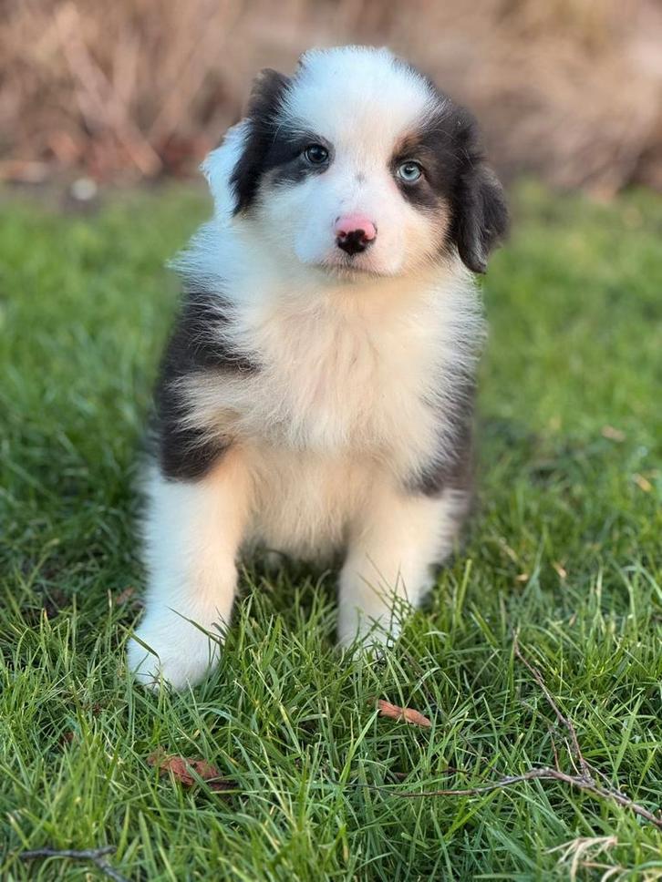 Australian shepherd pups, Dieren en Toebehoren, Honden | Herdershonden en Veedrijvers, Meerdere dieren, Herder, Fokker | Hobbymatig