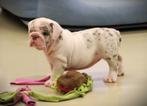 New English bulldog/Old English bulldog, Dieren en Toebehoren, Fokker | Hobbymatig, Rabiës (hondsdolheid), 8 tot 15 weken, Buitenland