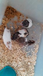 Goudhamster vrouwtjes, Dieren en Toebehoren, Augustus, Vrouwelijk, Hamster