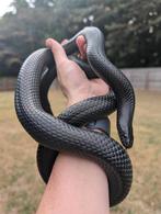 Gezocht: zwarte slang, rattenslang, lampropeltis, huisslang, Dieren en Toebehoren, Slang, 0 tot 2 jaar