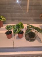 Alocasia sinuata, Huis en Inrichting, Kamerplanten, Ophalen, Overige soorten, Minder dan 100 cm